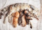 Terkuak Alasan Induk Kucing Suka Pindahkan Anaknya, Benarkah Sampai 7 Kali?